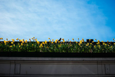 Colorful flowers in garden against blue sky