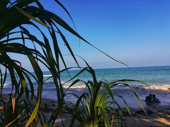 Plants growing on beach against clear blue sky