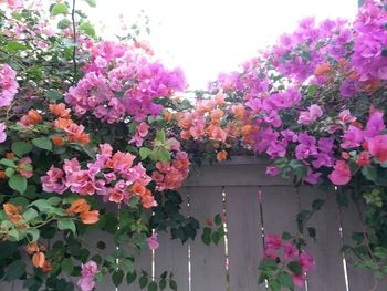 Close-up of pink flowers