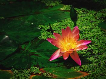 Close-up of pink lotus water lily