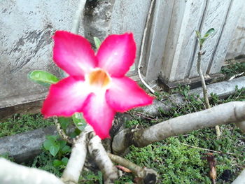 Close-up of pink flowering plant