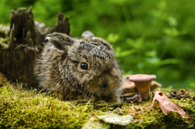 Close-up of a rabbit on field