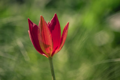 Close-up of red tulip