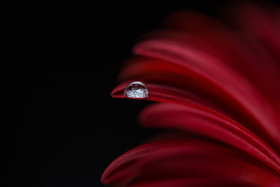 Close up of red light over black background