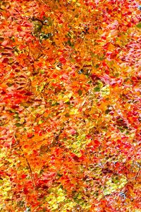 Full frame shot of multi colored autumn leaves