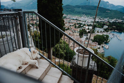 High angle view of dog relaxing on balcony