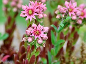 Close-up of pink flowering plant