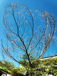 Low angle view of bare tree against blue sky