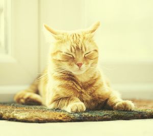 Close-up of ginger cat sitting on doormat