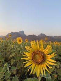 Close-up of sunflower on field against sky