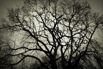 Low angle view of bare tree against sky