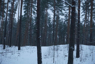 Pine trees in forest during winter