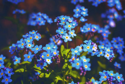 Myosotis,boraginaceae.blue forget-me-not flowers, selective focus on some of them