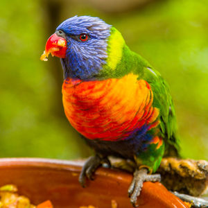 Close-up of rainbow lorikeet