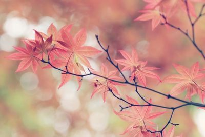 Close-up of pink maple tree
