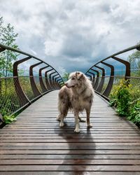 Dog on the bridge 