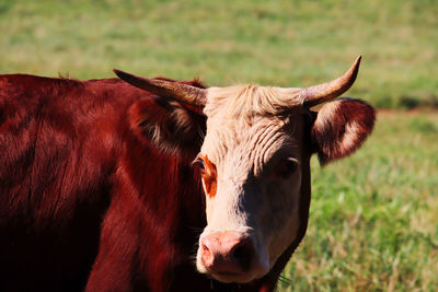 Close-up of cow on field