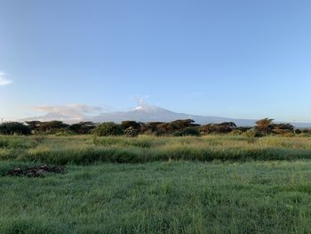 Scenic view of mount kilimanjaro