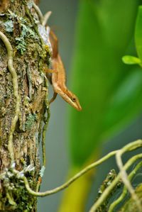 Close-up of bird perching on tree trunk