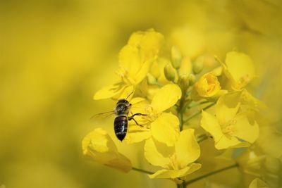 Close-up of bee pollinating on yellow flower