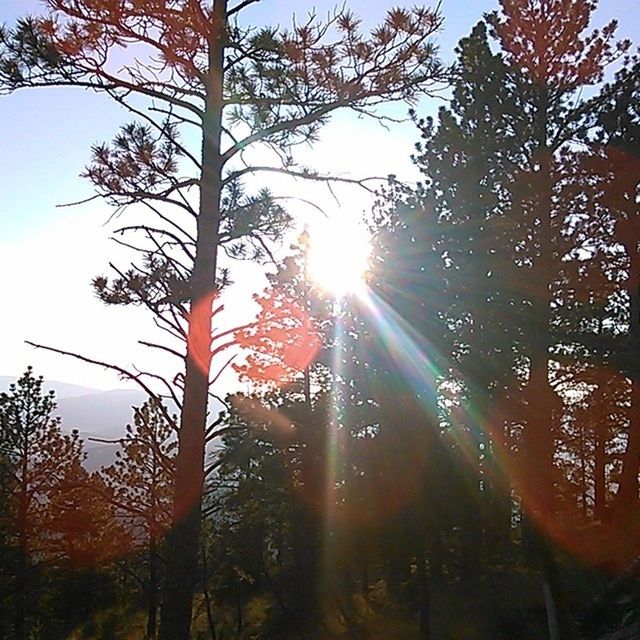 tree, sun, sunbeam, sunlight, lens flare, growth, tranquility, sunset, nature, beauty in nature, low angle view, clear sky, sky, branch, tranquil scene, scenics, back lit, silhouette, tree trunk, sunny