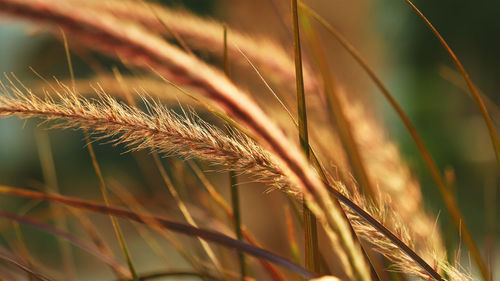 Close-up of wheat growing on field