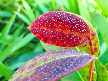 Close-up of red leaves