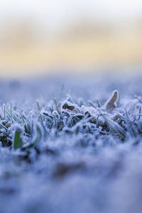 Close-up of frozen plants on land