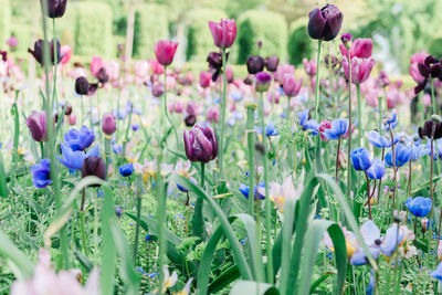 Close-up of purple flowering plants on field