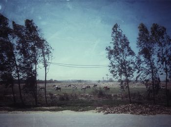 Bare trees on field against sky