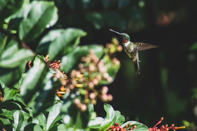 Close-up of butterfly pollinating on flower