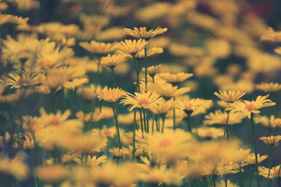 Close up of yellow flowers