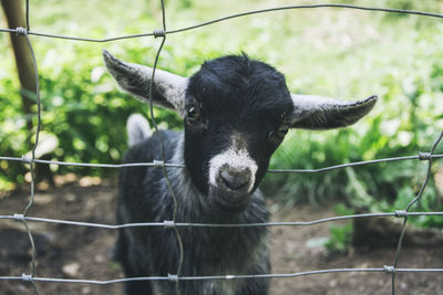 Kid goat by metal fence on field