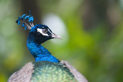 Close-up of peacock