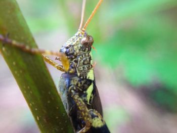 Close-up of insect on leaf