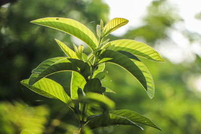 Close-up of fresh green leaves