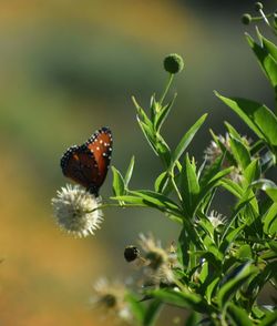 Close-up of butterfly pollinating on flower