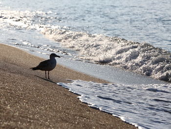 Seagull perching on a beach