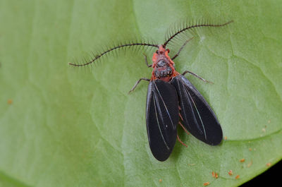 Close-up of spider on leaf