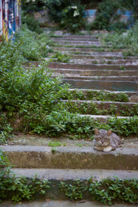 View of a cat against plants