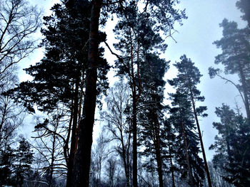 Low angle view of trees against sky