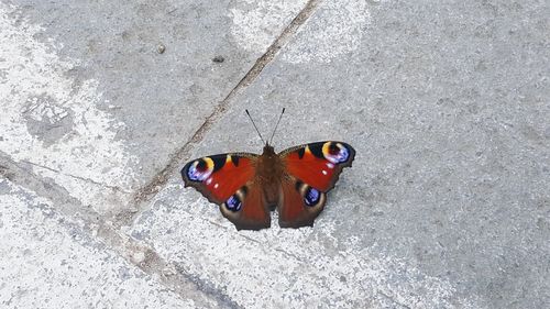 High angle view of insect