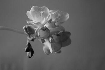 Close-up of fresh flowers blooming outdoors