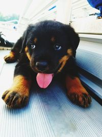 Portrait of dog sticking out tongue