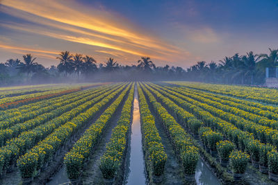 Scenic view of agricultural field against sky during sunset