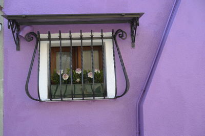 Pink flowers on window