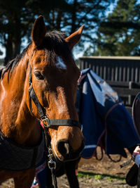 Close-up of horse in ranch