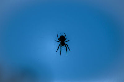 Close-up of spider against clear blue sky