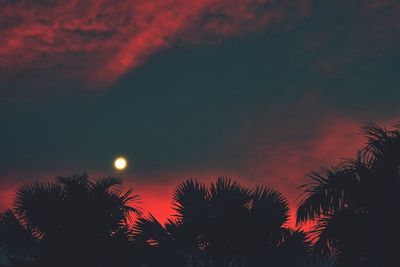 Low angle view of trees at sunset