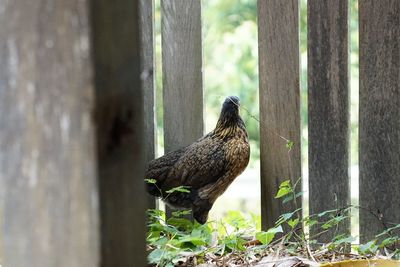 Close-up of bird perching on tree trunk